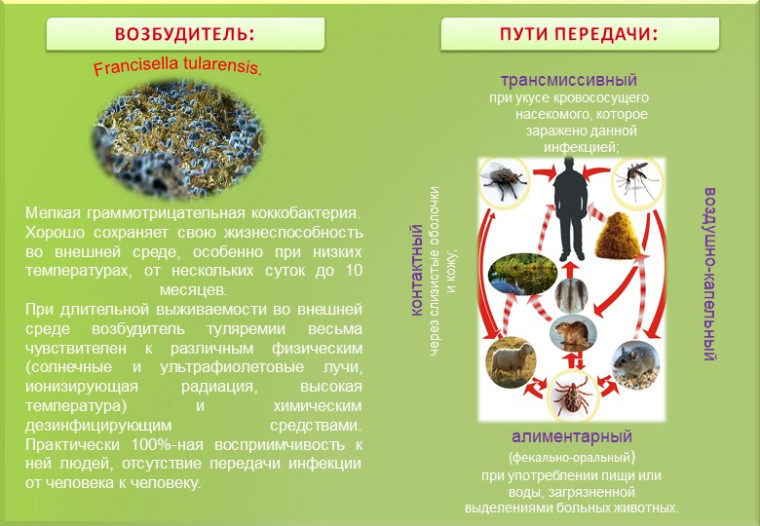 Туляремия. Памятка для населения.